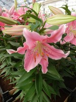 [4314 Pink Robe GA No102.JPG]